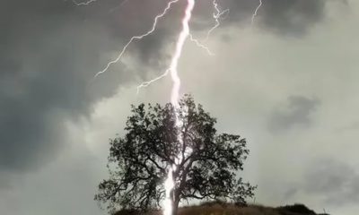 Как молния бьет в дерево