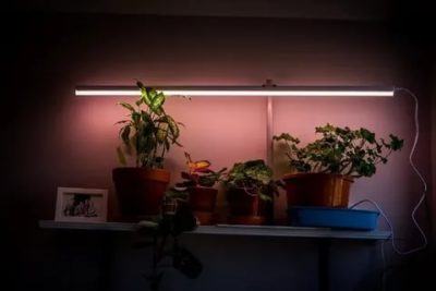 Какие лампы лучше использовать для растений